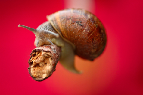Snail by Ari Knight