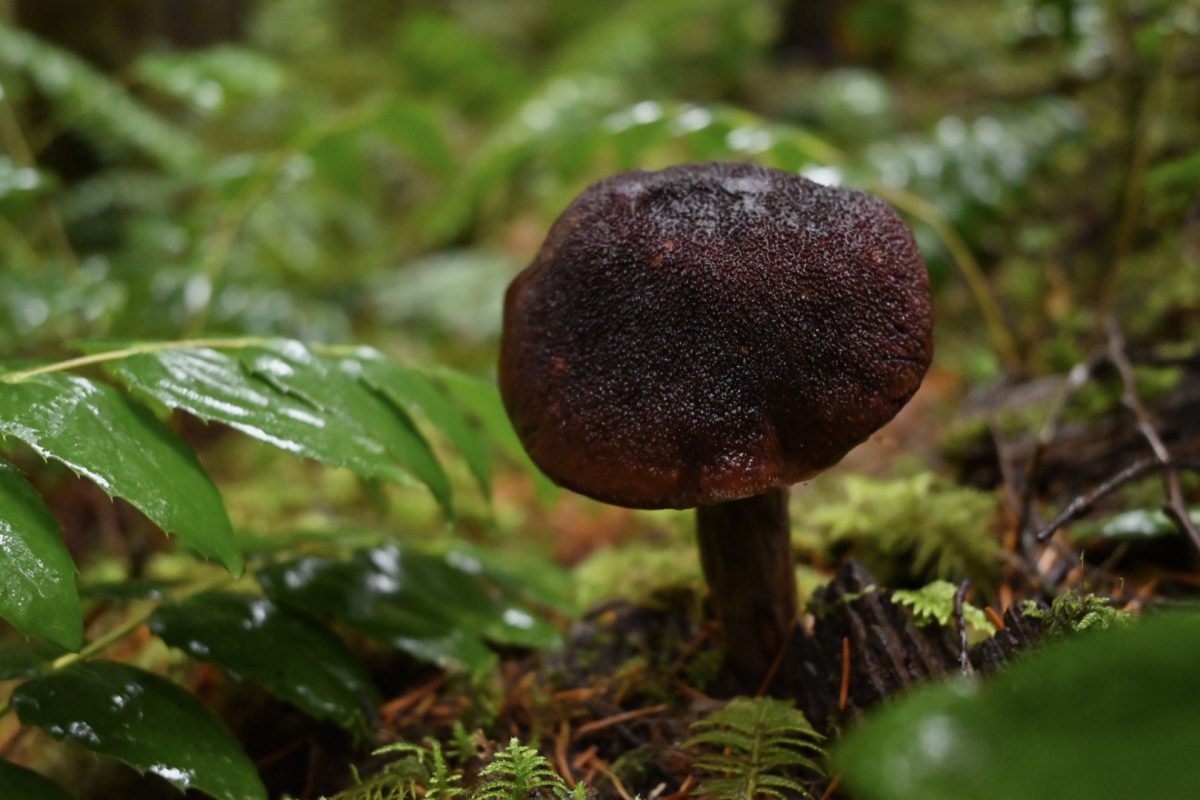 "Shroomy shroom that shroomed"
Photography by Grace Andrade