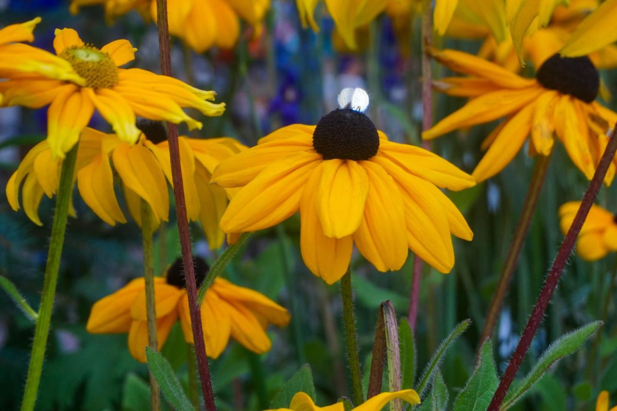 "Flower trance"
Photography by Montana Burack